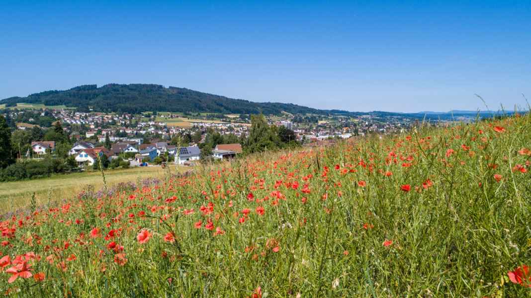 Klatschmohn bei Menziken AG